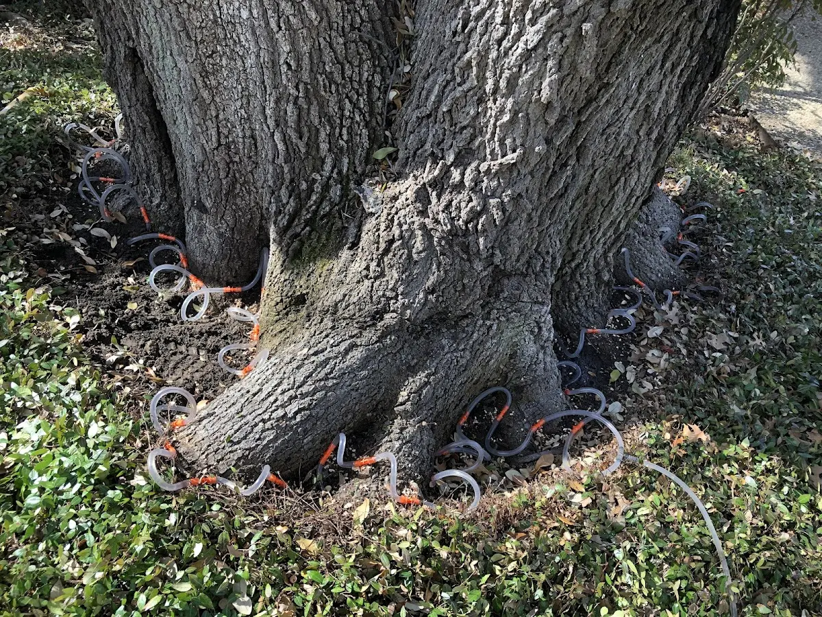 Detailed Tree Cabling and Bracing job site in Springdale