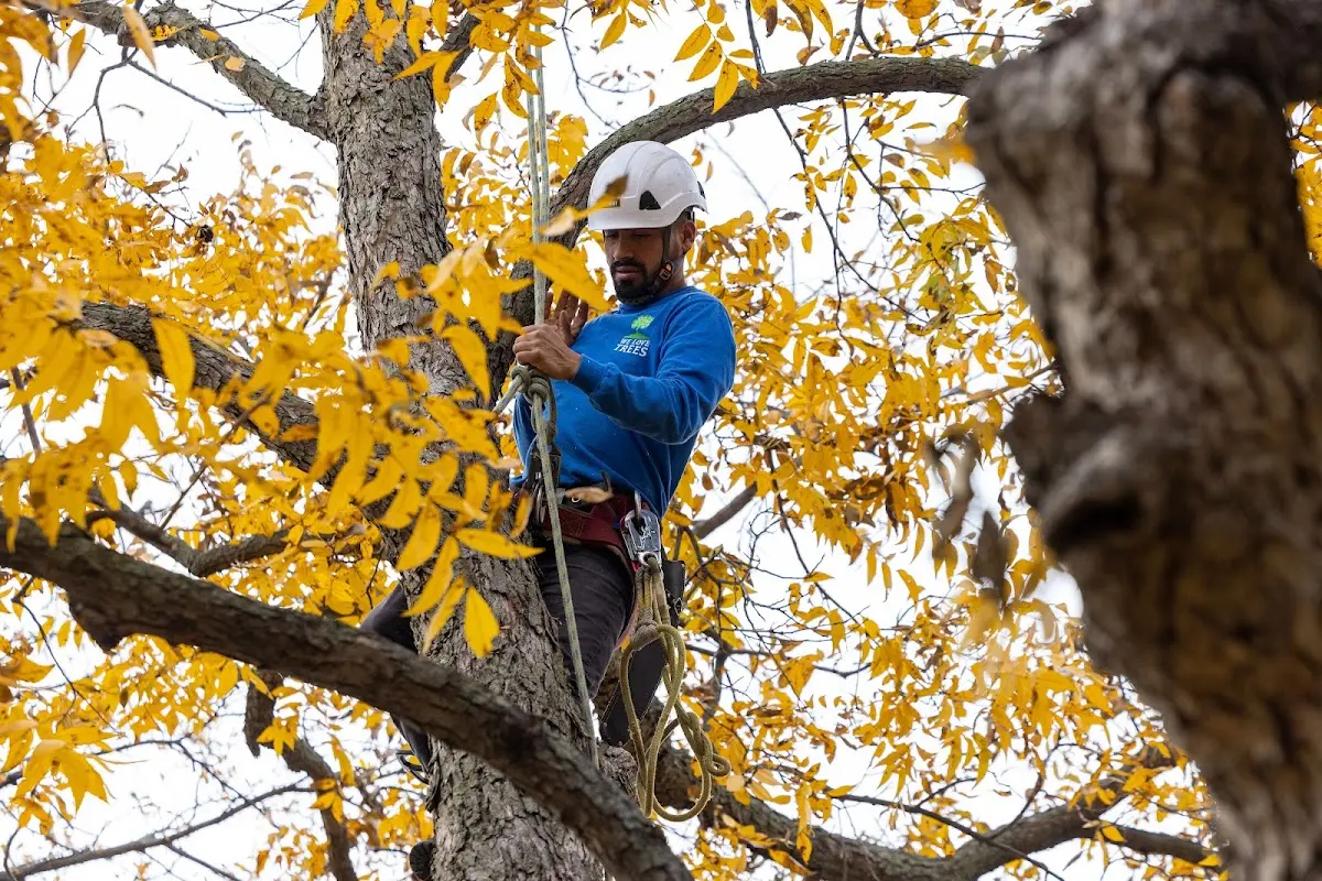 Skilled Tree Trimming crew working in Springdale